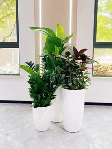 专业盆景租摆，宁波北仑的绿色之选